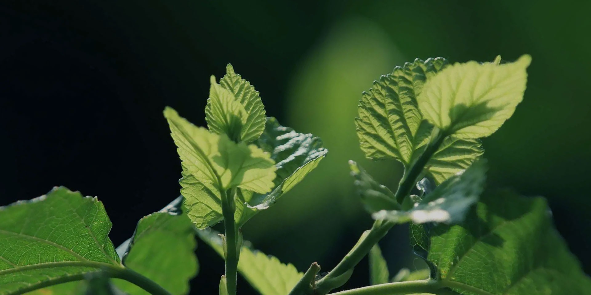 太阳城官网(中国)集团有限公司